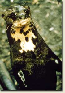 Nutria