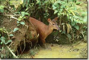 Venado