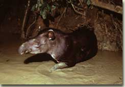 Tapir