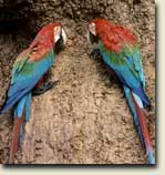 Macaw Clay Lick