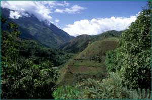 Selva