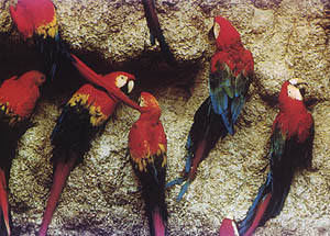 Papagallos