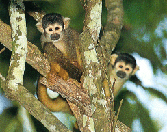 Monos