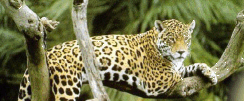 tigre