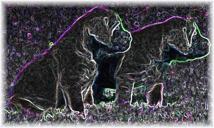 Available Mastiff Puppies