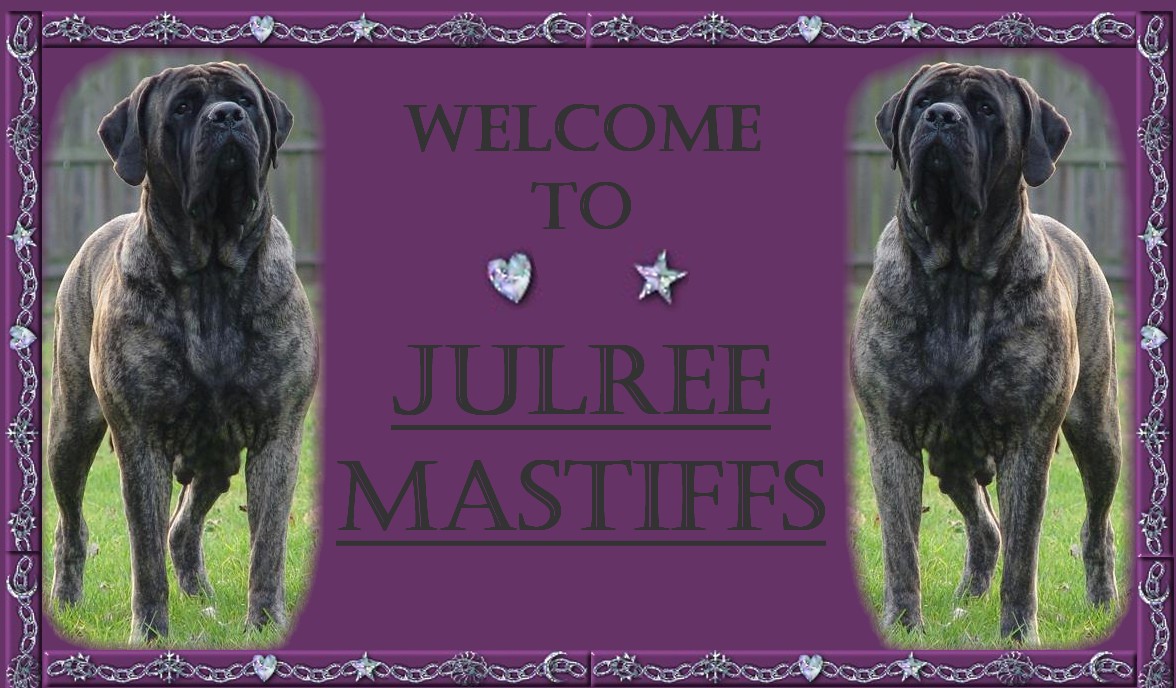 Welcome to Julree Mastiffs