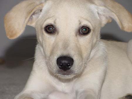ahhhhhh, what a cute puppy!!