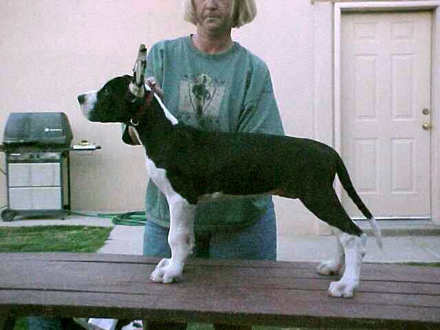 When I grow up I wll be a GREAT Show Dog!!