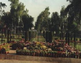 QMC Bahawalpur
