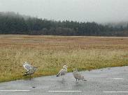 [Juneau Alaska 2002]