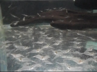 camarones