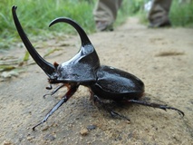escarabajo