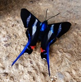 mariposa
