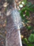 oruga