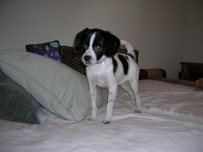 japanese chin beagle mix