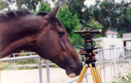 A horse is a horse of course of course