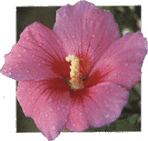 Rose of Sharon, Korean National Flower