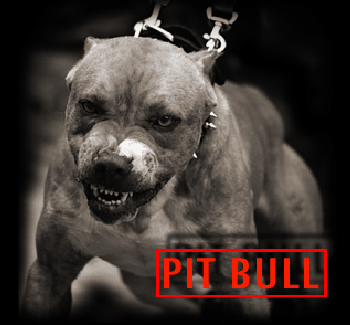 pitbull.gif (81122 bytes)