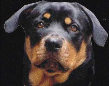 rott.jpg (11225 bytes)