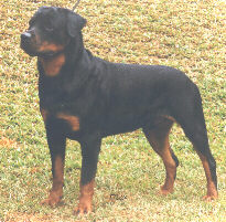 rott1.jpg (20145 bytes)