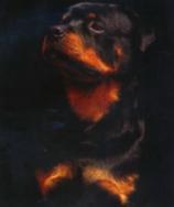 rott2.jpg (3443 bytes)