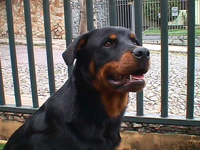 rott3.jpg (43495 bytes)