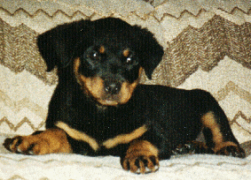 rott5.gif (55403 bytes)
