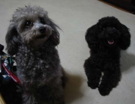 Paseri and Ringo