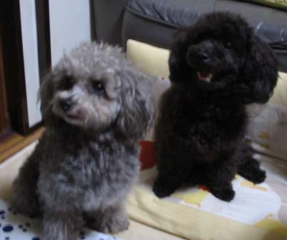 Paseri and Ringo