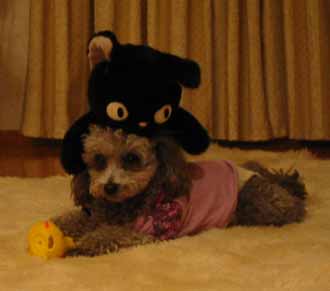 Paseri and Jiji