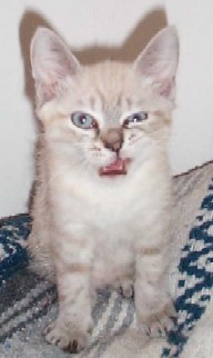 Grrrrr...I am a mean kitty!!!