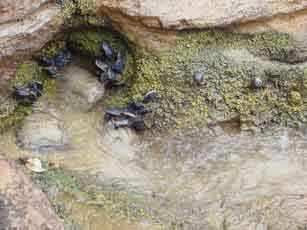 Tide Pool