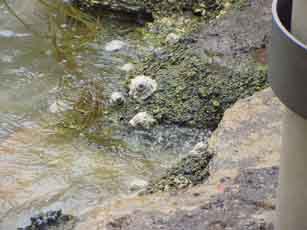 Tide Pool