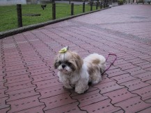 shih Tzu, Anzu, from the top