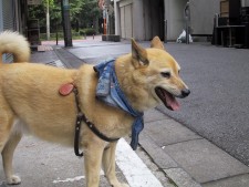 Tora, mix, side