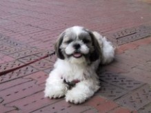 Shih-tzu, Larry, down