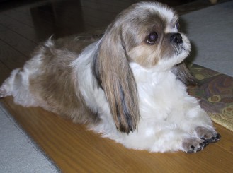 after getting a hair cut-just like the sphinx