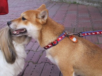 give a kiss to Shuri