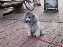 Toy poodle, Momo