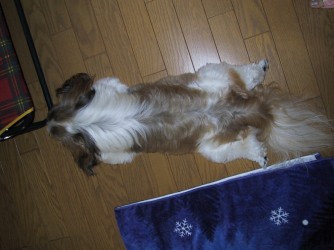 lying on his stomach