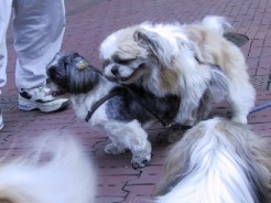 �t�[�����}�E���e�B���O
