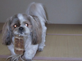 taking brush in his mouth