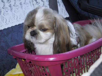 in the basket-2