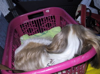 in the basket with the seatbelt