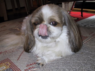 lickking his nose