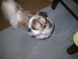 His ears are tied with the elastic band