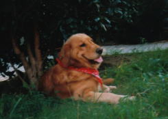 Makotchan's Pal-on the grass