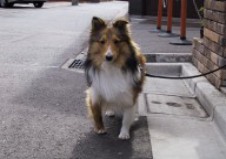 Ben, sheltie, front