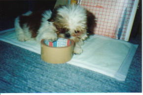 biting sticky tape