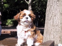 Shih Tzu, Maron, front